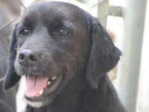 Cachorro raça  idade 6 ou mais anos nome Teresa