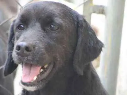 Cachorro ra a  idade 6 ou mais anos nome Teresa