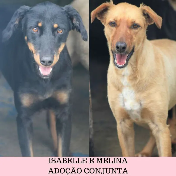 Cachorro ra a  idade 3 anos nome Isabelle e Melina