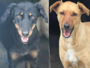 Cachorro raça  idade 3 anos nome Isabelle e Melina