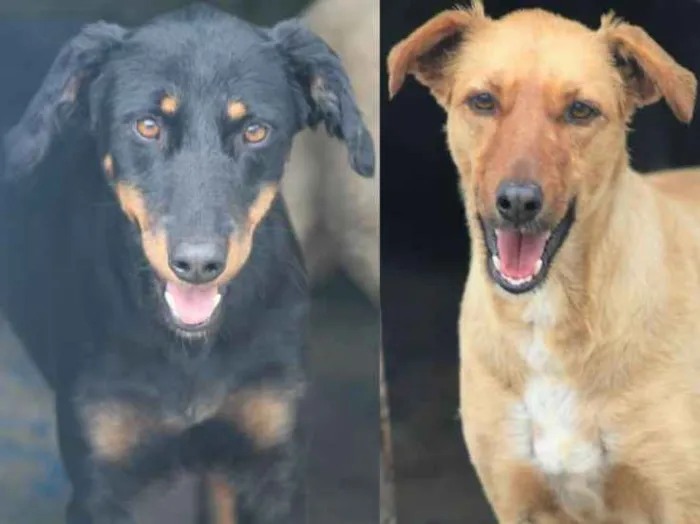 Cachorro ra a  idade 3 anos nome Isabelle e Melina