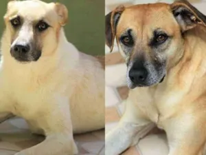 Cachorro raça  idade 2 anos nome Chanel e Joca