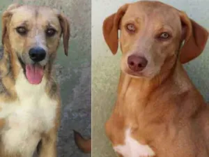 Cachorro raça  idade 2 anos nome Bob e Mel