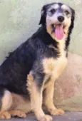 Molly