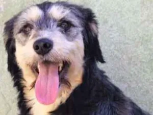 Cachorro raça  idade 2 anos nome Molly