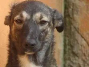 Cachorro raça  idade 7 a 11 meses nome Mirella Filhote