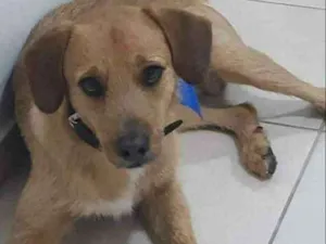 Cachorro raça srd idade 1 ano nome Luck