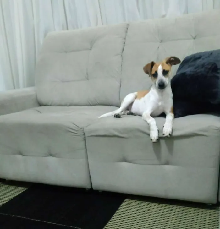 Cachorro ra a SRD idade 2 a 6 meses nome Julie