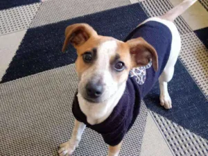 Cachorro raça SRD idade 2 a 6 meses nome Julie
