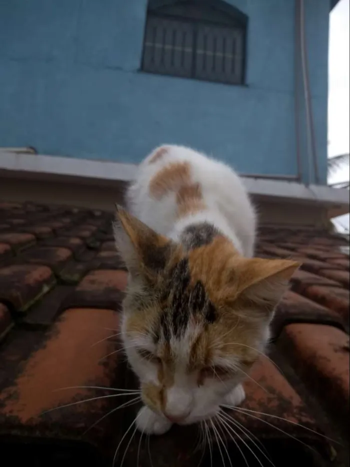 Gato ra a Sem raça definida idade 7 a 11 meses nome Biscate 