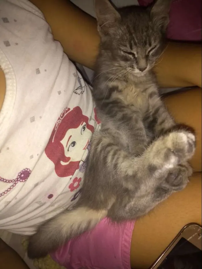 Gato ra a Sem raça definida idade 2 a 6 meses nome Soneca