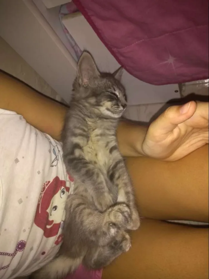 Gato ra a Sem raça definida idade 2 a 6 meses nome Soneca