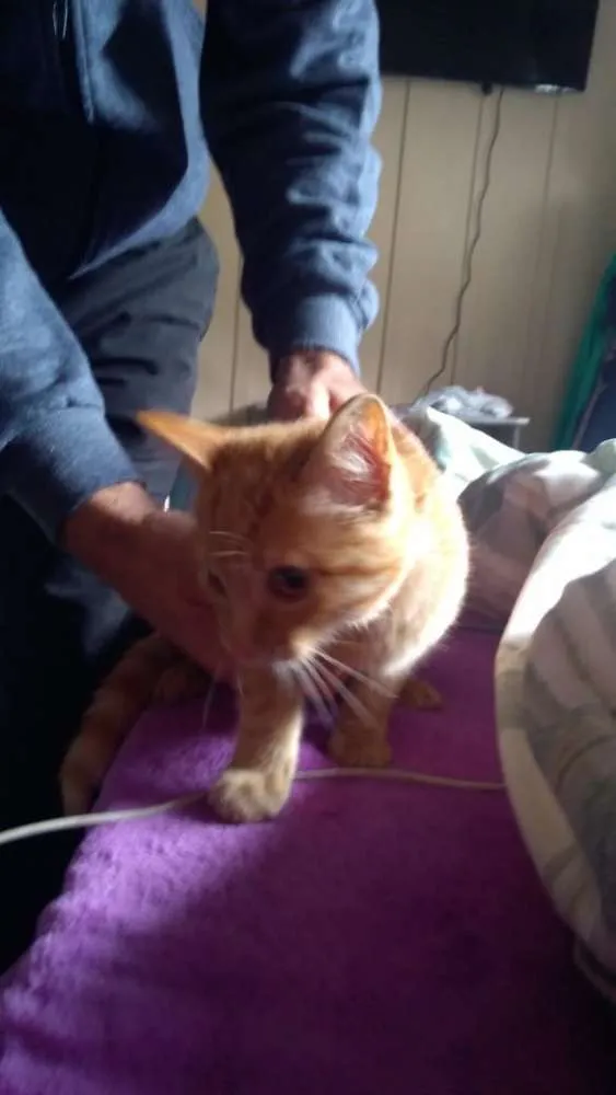 Gato ra a Srd idade 2 a 6 meses nome Filha