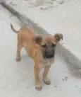 Bebe