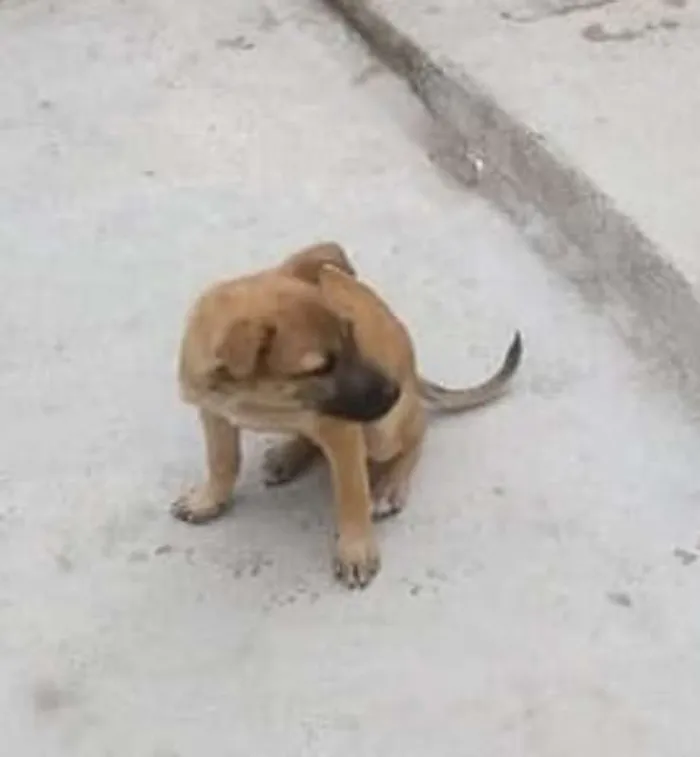 Cachorro ra a srd idade 2 a 6 meses nome Bebe