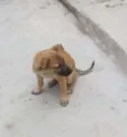 Bebe