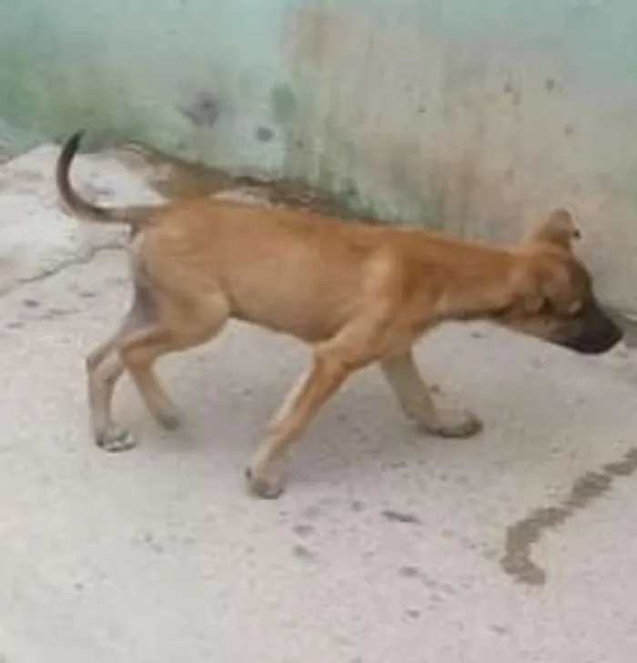 Cachorro ra a srd idade 2 a 6 meses nome Bebe
