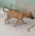 Bebe