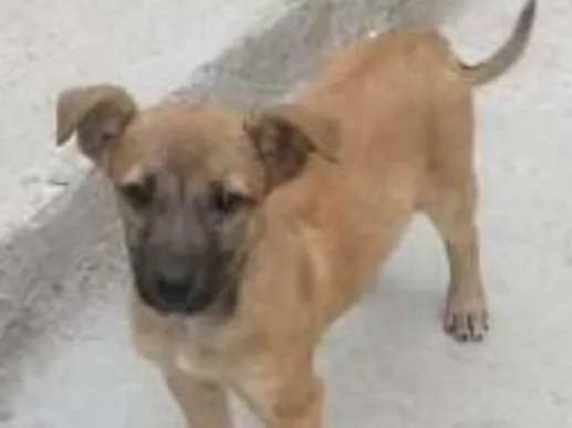 Cachorro ra a srd idade 2 a 6 meses nome Bebe