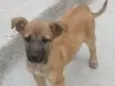Bebe