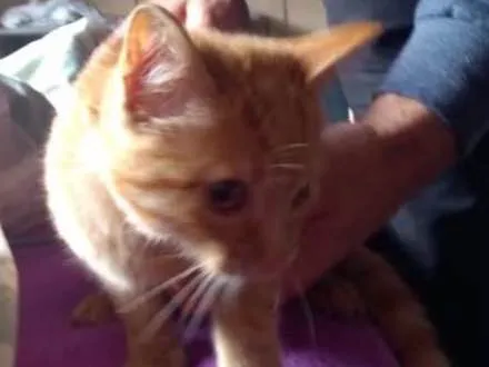 Gato ra a Srd idade 2 a 6 meses nome Filha