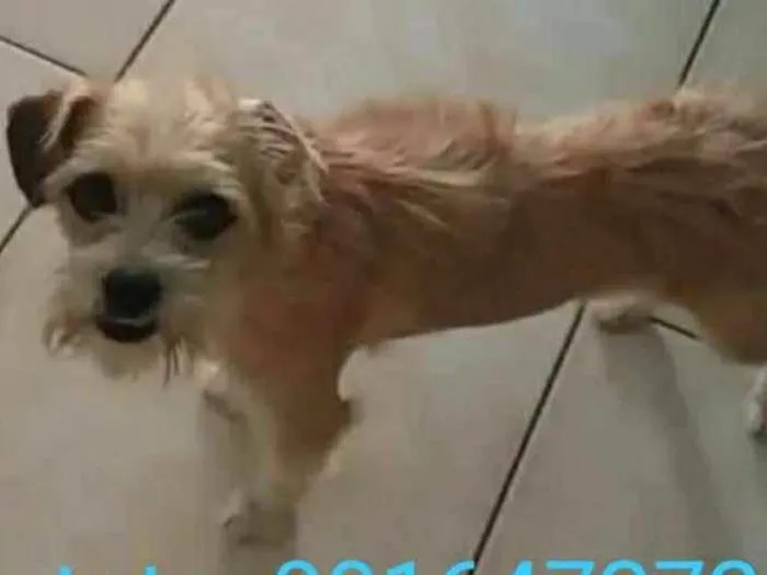 Cachorro ra a vira lata idade 3 anos nome Meibol