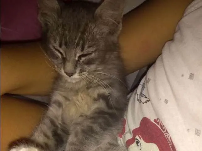 Gato ra a Sem raça definida idade 2 a 6 meses nome Soneca