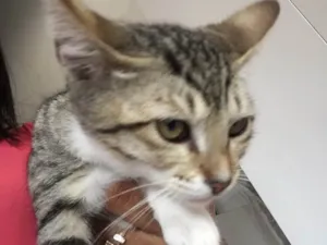 Gato raça Vira lata  idade Abaixo de 2 meses nome Sem nome 