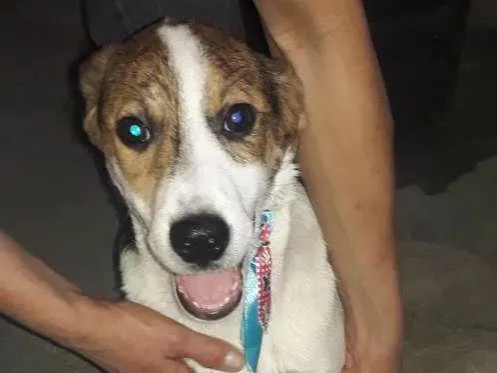 Cachorro ra a srd idade 2 a 6 meses nome Romeu