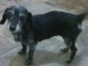 Cachorro raça viralata idade 6 ou mais anos nome Poli