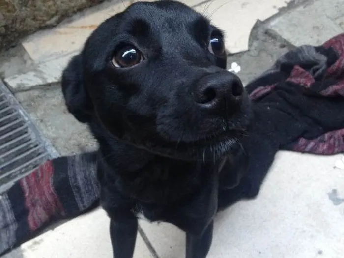 Cachorro ra a SDV idade 2 a 6 meses nome Blue