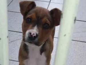 Cachorro raça Desconhecido  idade Abaixo de 2 meses nome Dudu 