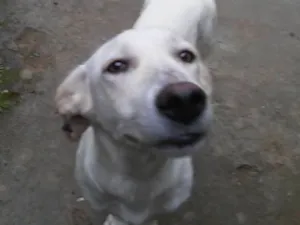 Cachorro raça Mestiço de basset com viralata idade 1 ano nome Suzy