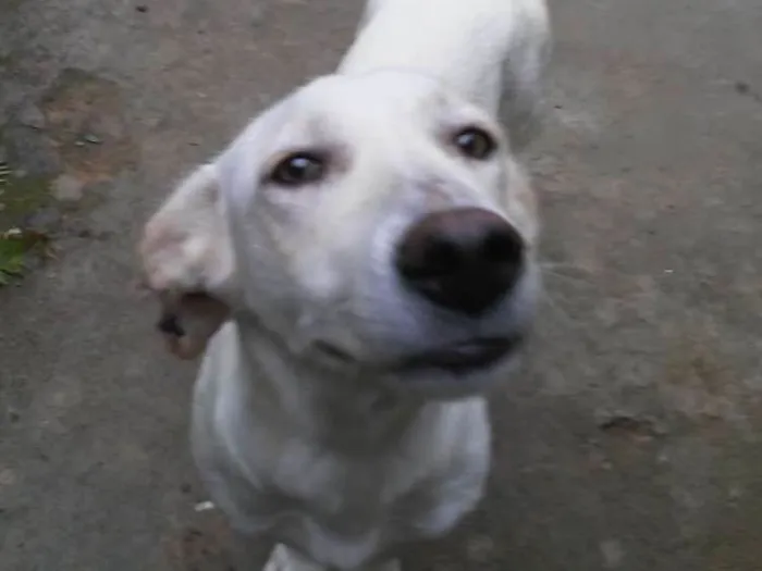 Cachorro ra a Mestiço de basset com viralata idade 1 ano nome Suzy