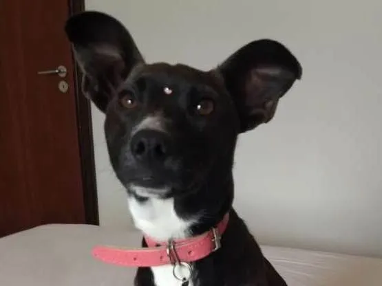 Cachorro ra a SRD idade 1 ano nome Belinha