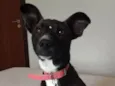 Belinha