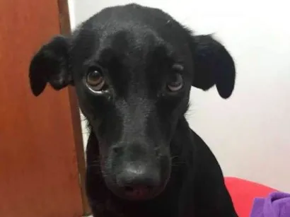 Cachorro raça sem raça idade 1 ano nome Violeta