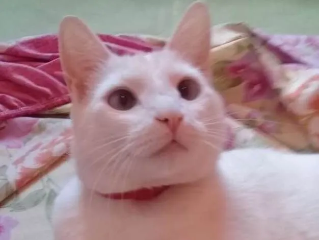 Gato ra a SRD idade 3 anos nome Fifo