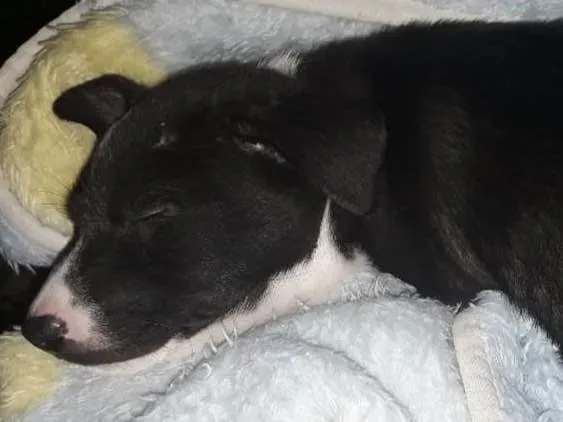 Cachorro ra a srd idade 2 a 6 meses nome sem nome