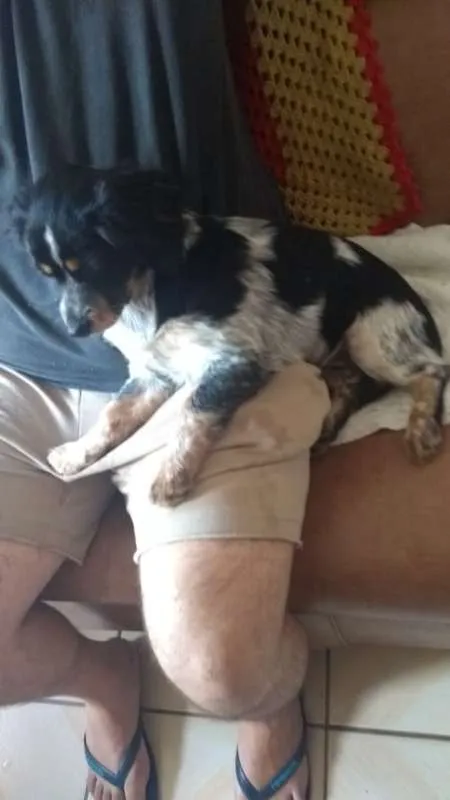 Cachorro ra a Indefinida idade 2 a 6 meses nome Sem nome