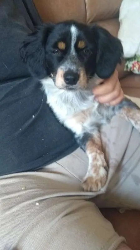 Cachorro ra a Indefinida idade 2 a 6 meses nome Sem nome