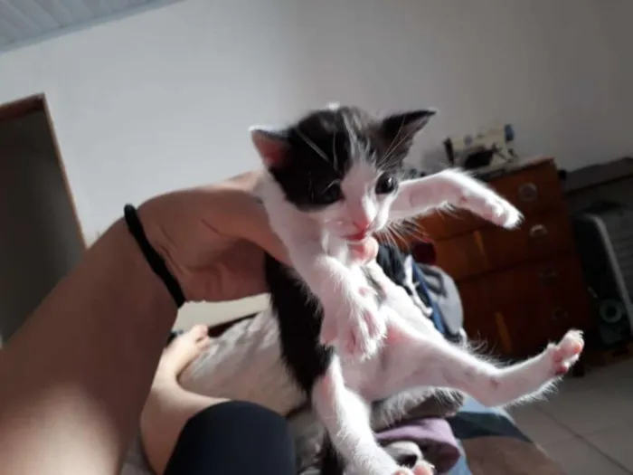 Gato ra a vira-lata idade Abaixo de 2 meses nome indefinido