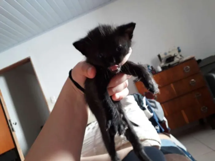 Gato ra a vira-lata idade Abaixo de 2 meses nome indefinido