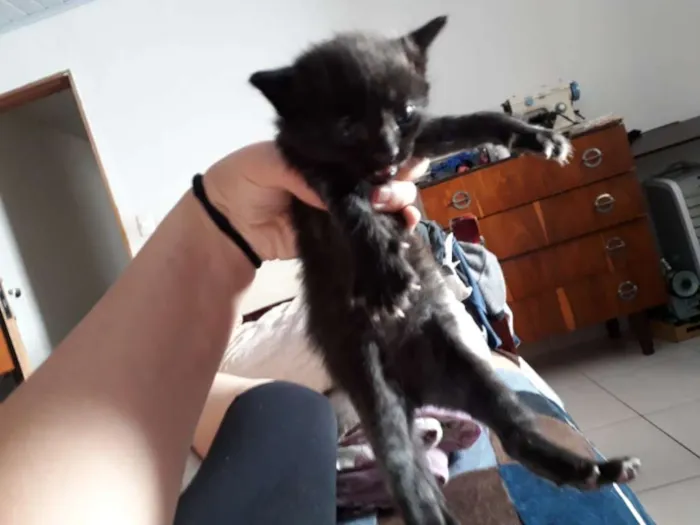 Gato ra a vira-lata idade Abaixo de 2 meses nome indefinido