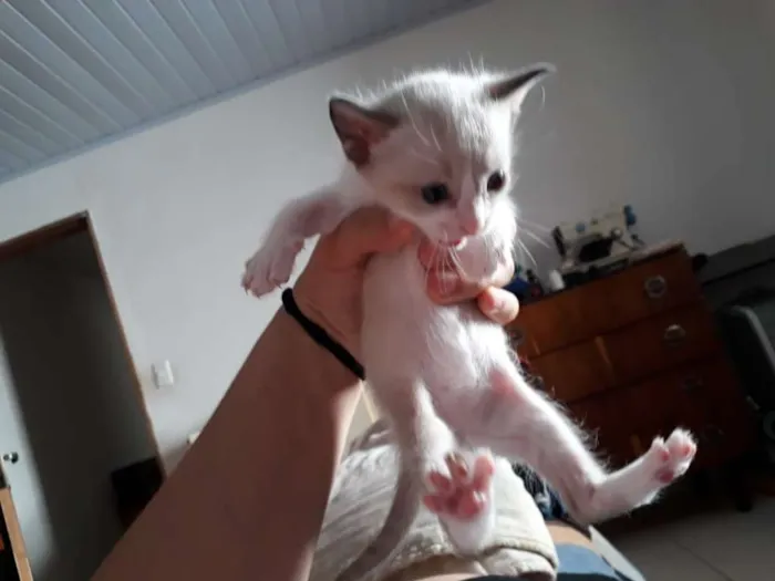 Gato ra a vira-lata idade Abaixo de 2 meses nome indefinido