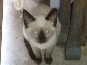 Gato raça Viralata idade 2 a 6 meses nome Gato