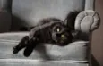 Mimi