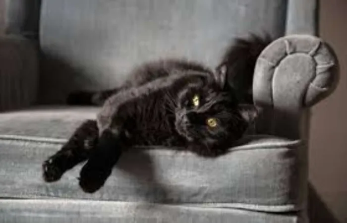 Gato raça mestiça angora idade 2 anos nome Mimi