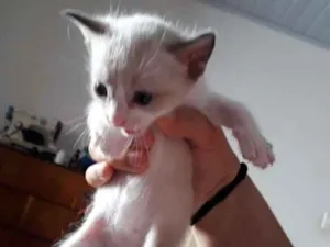 Gato raça vira-lata idade Abaixo de 2 meses nome indefinido