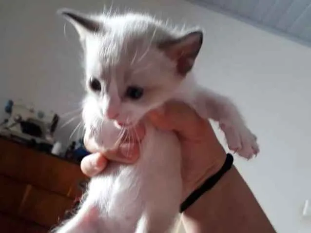 Gato ra a vira-lata idade Abaixo de 2 meses nome indefinido